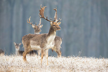 Fallow Deer, Dama Dama, Stag Standing On A Meadow In Freezing Cold In Winter Looking Aside. Group Of Wild Animals In Wilderness. Horizontal Composition Of Deer In Nature With Copy Space.