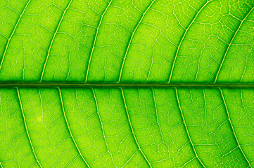 texture of green leaf