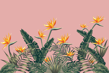 Wall Mural - Bird of paradise flowers on pink background