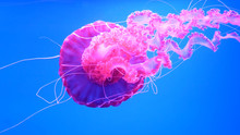 Pink Jellyfish Swims In Blue Ocean Sea, Dangerous Poisonous Jellyfish Pelagia Noctiluca (Acalefo Luminiscenta), Tenerife, Canary Island