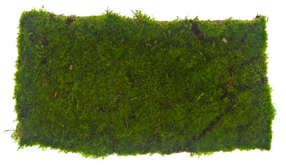 Wall Mural - Green moss isolated on a white background. View from above.