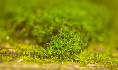 Wall Mural - Green thickets of moss. Beautiful green moss on the field.