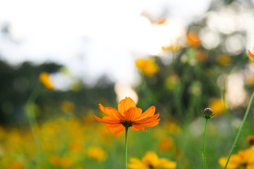 Yellow beautiful cosmos flower field