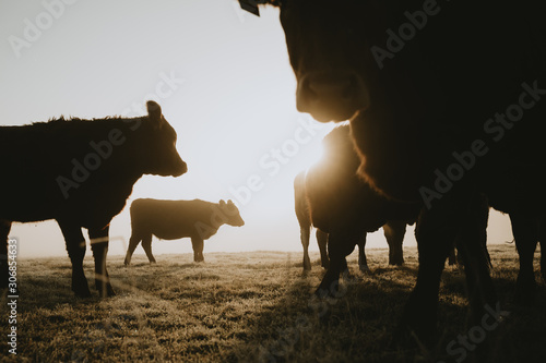Close up view of silhouettes of herd of cows with one of them staring straight to the camera from lower angle on pasture during the foggy frosty sunrise with gold sun in background in late autumn
