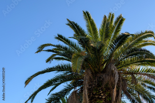 雲ひとつ無い澄んだ青空を背景にした 南国風のフェニックス カナリーヤシ の木 Stock Photo Adobe Stock