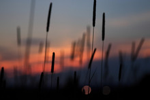Sunset Silhouette Of Foxtail Type Weeds And Vehicle Headlamp Bokah Background From A New England Field.