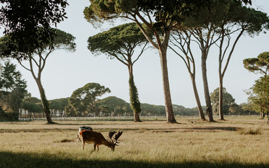 Close up of beautiful young deer in natural park of Migliarino San Rossore Massaciuccoli, Italy 