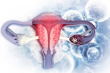 Female uterus. Reproductive system