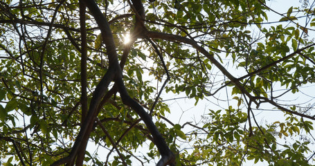 Wall Mural - green tree branch with sunlight ray