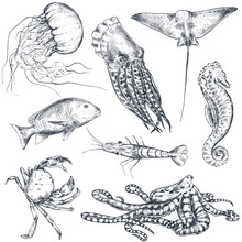 Vector Collection Of Hand Drawn Ocean And Sea Animals In Sketch Style Isolated On White.