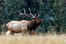 Elk Deers From Canada