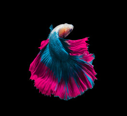 Wall Mural - Blue and pink siamese fighting fish, betta fish isolated on Black background.Crowntail Betta in Thailand.