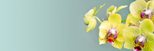 Yellow Phanalenopsis Orchid Flower On Panoramic Background