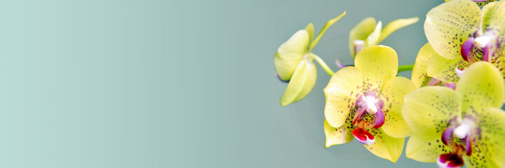 Wall Mural - yellow phanalenopsis orchid flower on panoramic background