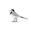 Wagtail. Small bird. Vector illustration