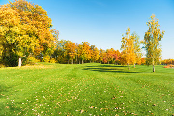 Autumn trees in forest on green grass field