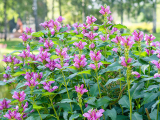 A group of pink turtlehead (Chelone obliqua) blooming in a garden, close up with selective focus