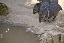 Pigs Called Peccary, Javelina Or Skunk Pig Next To A Pond