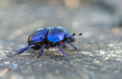 Anoplotrupes stercorosus bug in summer forest, selective focus. Beautiful beetle Anoplotrupes stercorosus. Anoplotrupes stercorosus, known as dor beetle, a species of earth-boring dung beetles. 