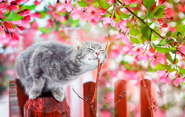 cute tabby cat sits on a fence in a flowering garden under a branch of fragrant pink apple tree