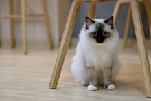 Close Up One Black White Ragdoll Cat Standing Under Wooden Chair, Looking At Camera. Blur Background