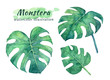Watercolor tropical set with monstera leaves.