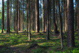 Fototapeta Las - Pine forest at sunny summer day. Backlit with sun rays, looks like a painting.