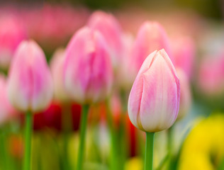 Wall Mural - Pink  tulips are blooming beautifully in the natural gardens on a soft sunlight day. Tulip Flowers of Love