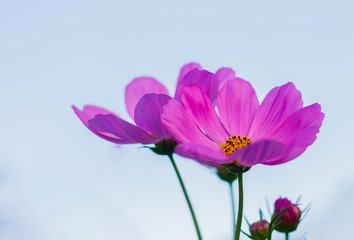 Wall Mural - Pink cosmos flowers bloom in the garden.