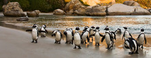 African Penguins On Boulders Beach, Cape Town, South Africa