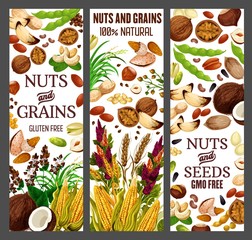 Wall Mural - Nuts and cereals, natural organic GMO free grain, gluten free super food nutrition. Vector healthy vegan raw superfood corn, beans, wheat and rye or buckwheat grain, hazelnut, almond and walnut