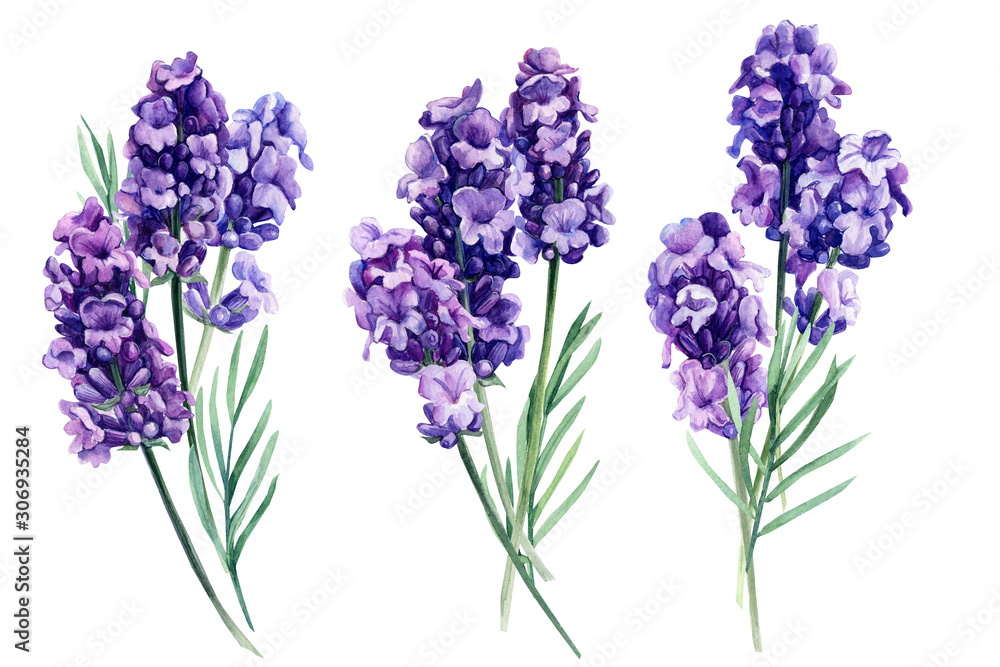 set of lavender, fragrant flowers on an isolated white background, botanical painting, watercolor illustration, hand drawing - obrazy, fototapety, plakaty 
