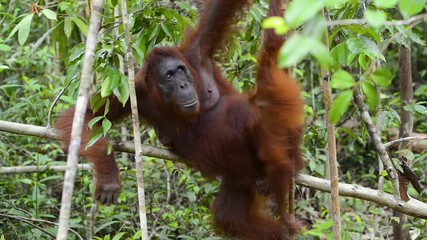 mother and baby orang utan in the rainforest of borneo