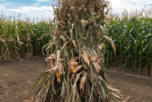 Corn Stalk Bundle In Cultivated Maize Crop Field