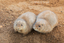 Two Black Tailed Prairie Dogs (Cynomys Ludovicianus) Clinging To Each Other