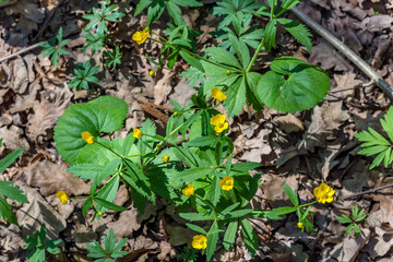 Plant Kashubian buttercup (Ranunculus cassubicus) in April in spring