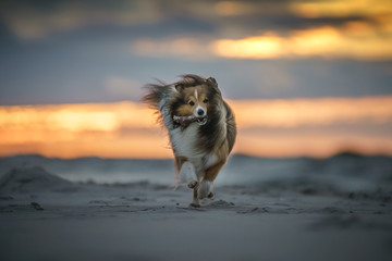 Wall Mural - dog playing on the beach