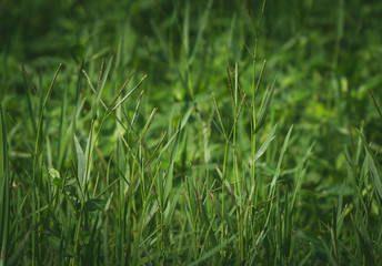 Green grass