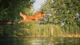 Fototapeta Zwierzęta - Dog jumping into the water