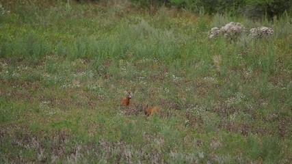 Wall Mural - european roe deer, capreolus capreolus, czech republic
