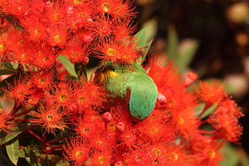 Poster - musk lorikeet