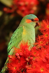 Poster - musk lorikeet