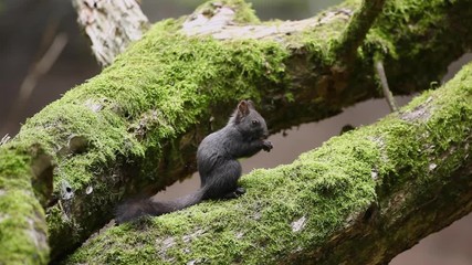 Wall Mural - red squirrel, eurasian red squirrel , sciurus vulgaris, europe