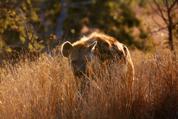 Poster - The spotted hyena (Crocuta crocuta), also known as the laughing hyena standing in dense grass. Hyena in backlight.