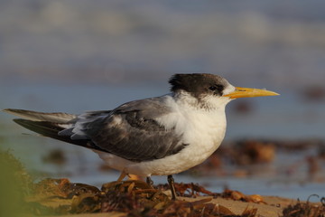 greater crested tern