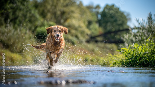 Obraz pies  szczesliwe-psy-biegnace-przez-koryto-plytkiej-rzeki