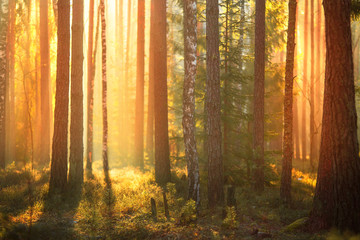 Wall Mural - Morning sunlight in forest