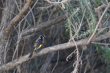 Wall Mural - honeyeater