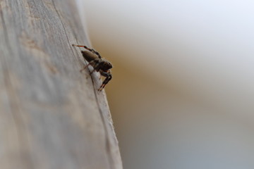 jumping spider