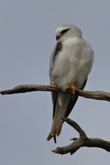 Poster - black shouldered kite